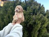 Orjinal Toy Poodle Yavrular