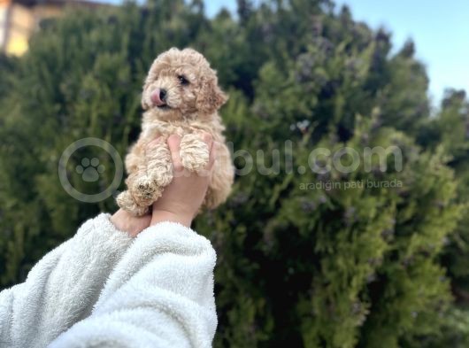 Orjinal Toy Poodle Yavrular görsel
