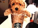 TOOY POODLE YAVRUMUZ 0 TEACUP 