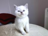 beyaz ve Gri SAFKAN BRİTİSH KEDİLERİMİZ HAZIRDIR