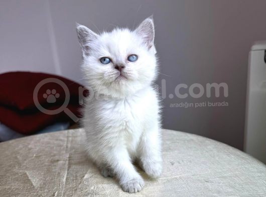 Beyaz Ve Gri Safkan Bri̇ti̇sh Kedi̇leri̇mi̇z Hazirdir