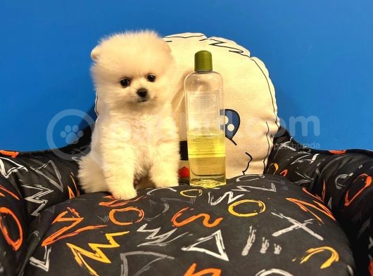 Gerçek Pomerani̇an Boo Bebekler görsel
