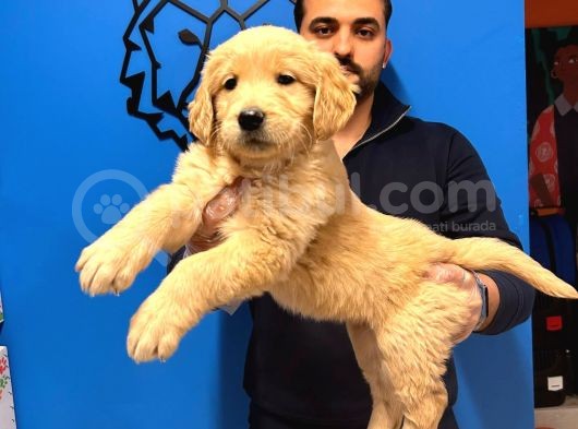 Irk Garanti̇li̇ Baby Face Golden Bebekler görsel