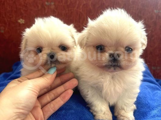 Pekinese İmperial Bebeklerimiz