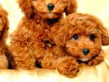 TOOY POODLE YAVRUMUZ 0 TEACUP 