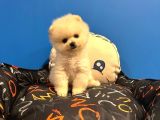 GERÇEK POMERANİAN BOO BEBEKLER