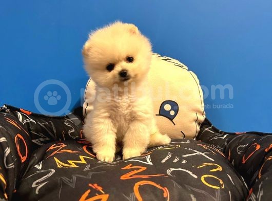 Gerçek Pomerani̇an Boo Bebekler