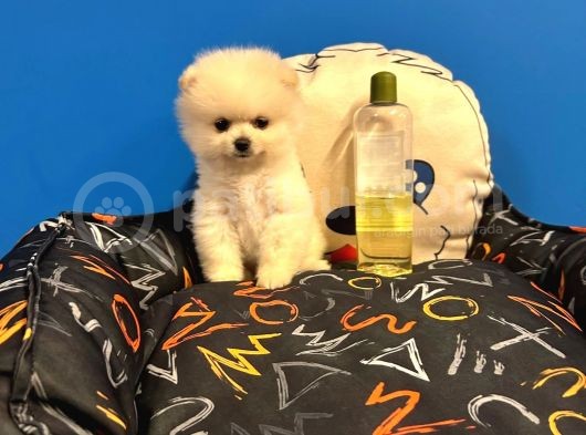 Gerçek Pomerani̇an Boo Bebekler görsel