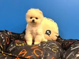 Gerçek Pomerani̇an Boo Bebekler