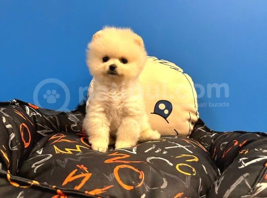 Gerçek Pomerani̇an Boo Bebekler görsel