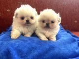 Pekinese İmperial Bebeklerimiz