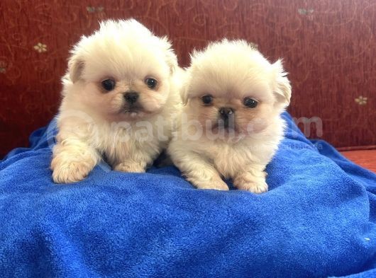 Pekinese İmperial Bebeklerimiz görsel