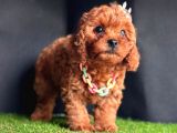 Dark Brown Poodle Yavrular 