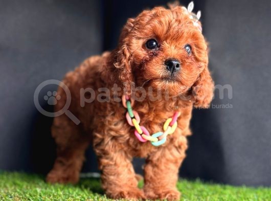 Dark Brown Poodle Yavrular  görsel