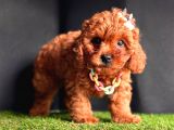 Dark brown poodle yavrular 
