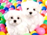 Maltesse Terrier Cinsi Güzel Yavrular 