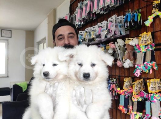 Ayi̇ Yavrusu Samoyed A Kali̇te Irk