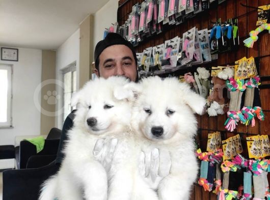 Ayi̇ Yavrusu Samoyed A Kali̇te Irk görsel
