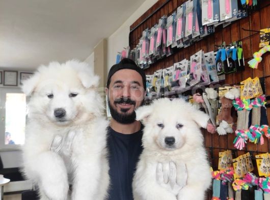 Ayi̇ Yavrusu Samoyed A Kali̇te Irk görsel