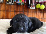 Mükemmel Labrador Yavrularimiz A Kali̇te