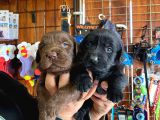Mükemmel Labrador Yavrularimiz A Kali̇te