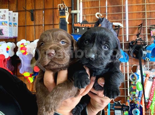 Mükemmel Labrador Yavrularimiz A Kali̇te görsel