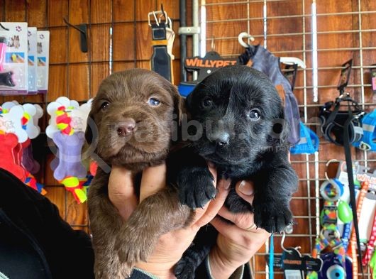 Mükemmel Labrador Yavrularimiz A Kali̇te
