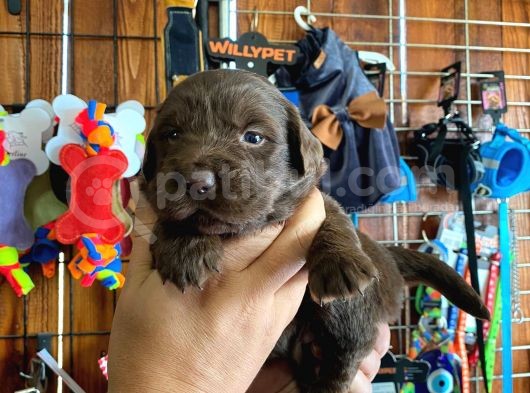 Mükemmel Labrador Yavrularimiz A Kali̇te görsel