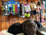 Mmükemmel Kalitede Labrador Bebekler Için Acele Edin