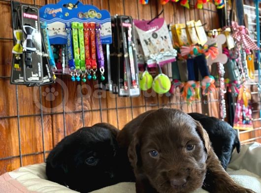 Mmükemmel Kalitede Labrador Bebekler Için Acele Edin görsel