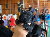 Mmükemmel Kalitede Labrador Bebekler Için Acele Edin