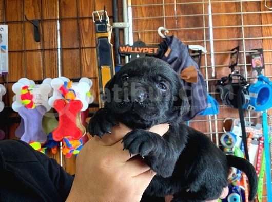 Mmükemmel Kalitede Labrador Bebekler Için Acele Edin görsel