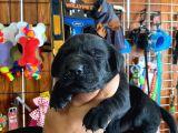 Mmükemmel Kalitede Labrador Bebekler Için Acele Edin