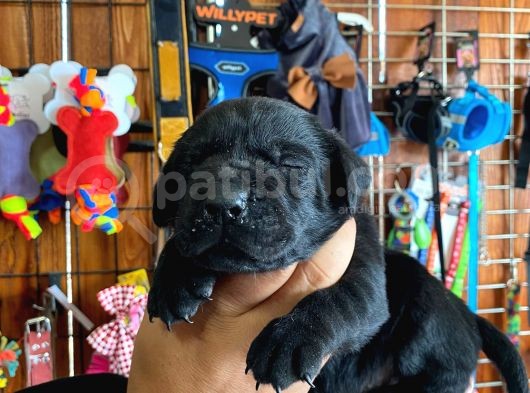 Mmükemmel Kalitede Labrador Bebekler Için Acele Edin görsel