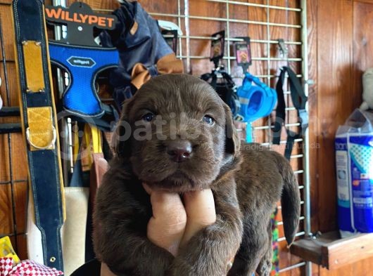 Mmükemmel Kalitede Labrador Bebekler Için Acele Edin