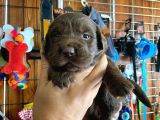 Mükemmel Labrador Yavrularimiz A Kali̇te