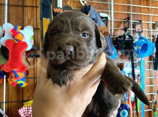 Mükemmel Labrador Yavrularimiz A Kali̇te görsel