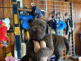 Mükemmel Labrador Yavrularimiz A Kali̇te