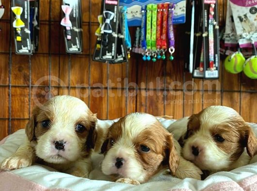 Mükemmel Kalitede Cavalier Bebekler Için Acele Edin görsel