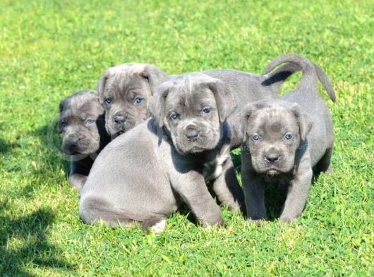 A Scrli Blue Yavrular Mükemmel Kalitede