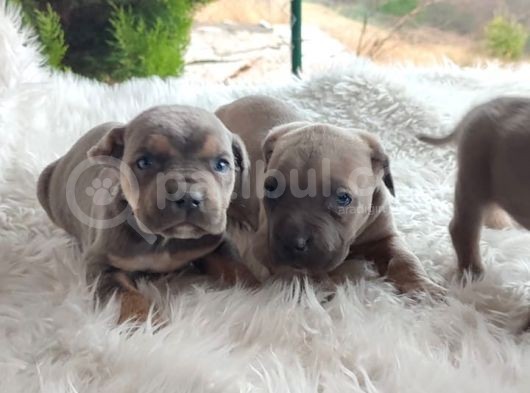Egzotik Cane Corse Yavrularım görsel