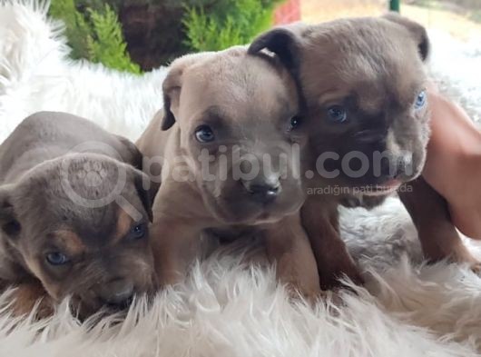 Egzotik Cane Corse Yavrularım görsel