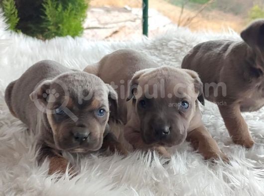 Egzotik Cane Corse Yavrularım