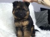 A Kalite Alman Kurdu Yavrular