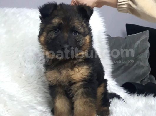 A Kalite Alman Kurdu Yavrular görsel