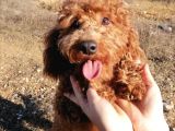 Red poodle
