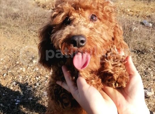 Red Poodle