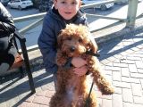 Red Poodle