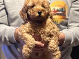 A Class Secereli Yarışma Köpeği Red Erkek Yavrular