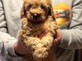 A class secereli yarışma köpeği red erkek yavrular